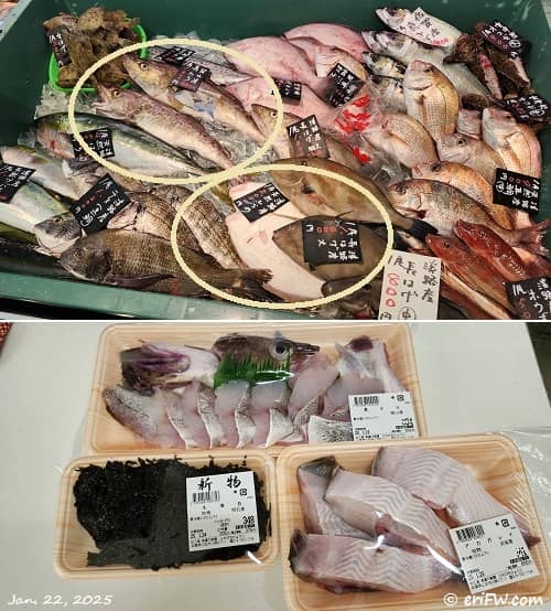 魚の画像