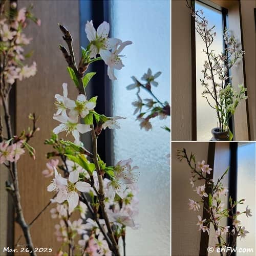 桜の画像