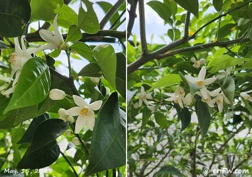 柚子の花の画像